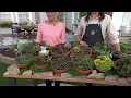 Roberta s 7-Piece Hardy Hens Chicks Live Plants on QVC