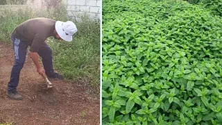 زراعة النعناع                دندنها