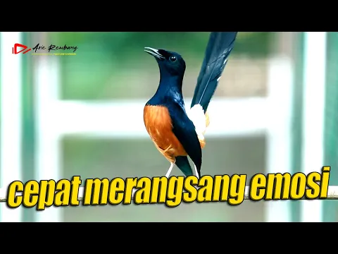 Download MP3 MURAI GACOR !! CEPAT MERANGSANG EMOSI MURAI DAN MEMANCING CEPET GACOR | SHAMA BIRD