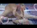 kucingku oh lucu sekali..