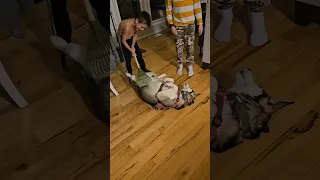 The Best Massage Ever Makes A Great Belly Scratcher Funny Dog Try Not To Laugh Shorts 