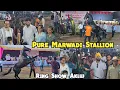 Stallion ring show in Akluj at Shree Ram show Maharashtra Pure Marwadi Stallion ghode ka show