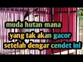 Download Lagu Pancingan cendet muda hutan | kicau ocehan