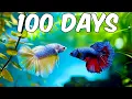 Lagu I made a Betta Fish Ecosystem for 100 days