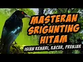 Download Lagu masteran burung srigunting hitam full isian dan suasana  hutan tropis bali. Dicrurus macrocercus