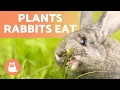 PLANTS RABBITS CAN EAT Wild Domestic Plant Types