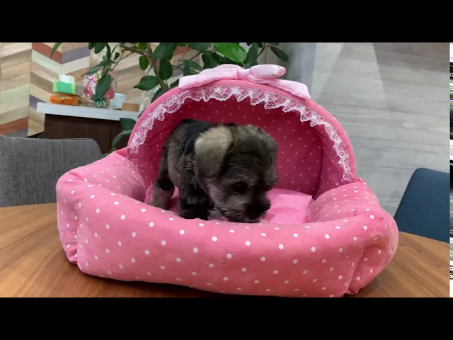 動画