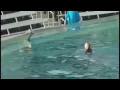Download Lagu Sea World, Shamu kills trainer VIDEO!
