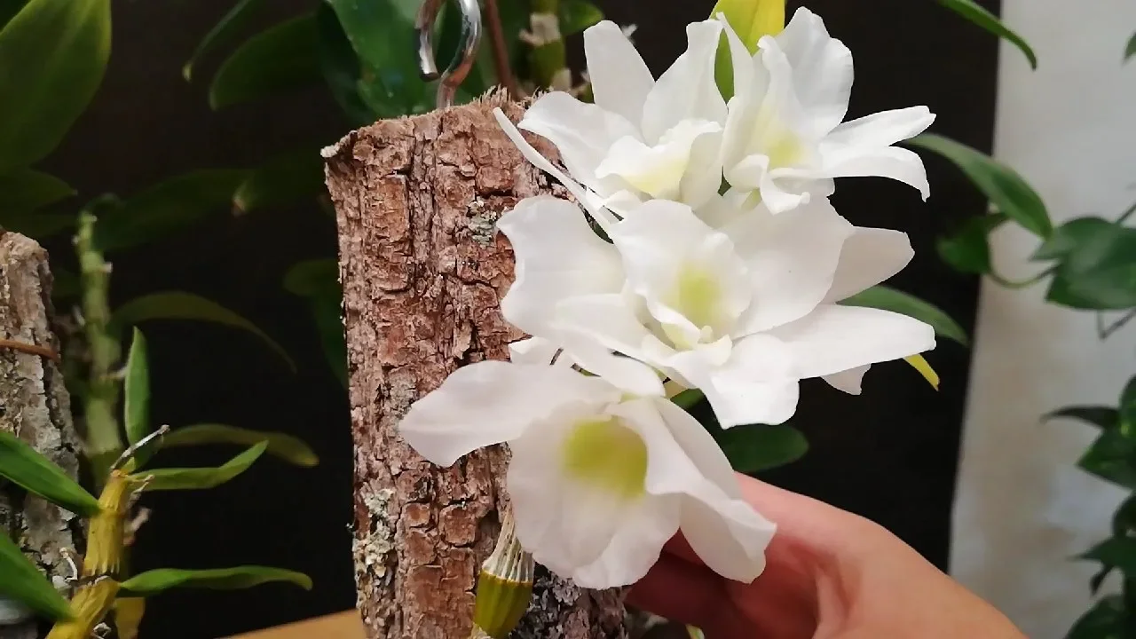 ORQUÍDEA DENDROBIUM NOBILE: ASÍ ES SU CICLO ANUAL!