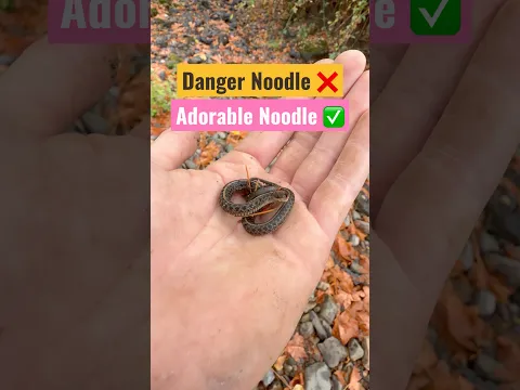 Adorable Danger Noodle 🐍 #animals #nature #shorts