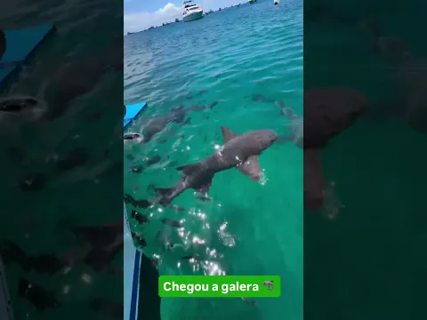 Com os tubarões 😂