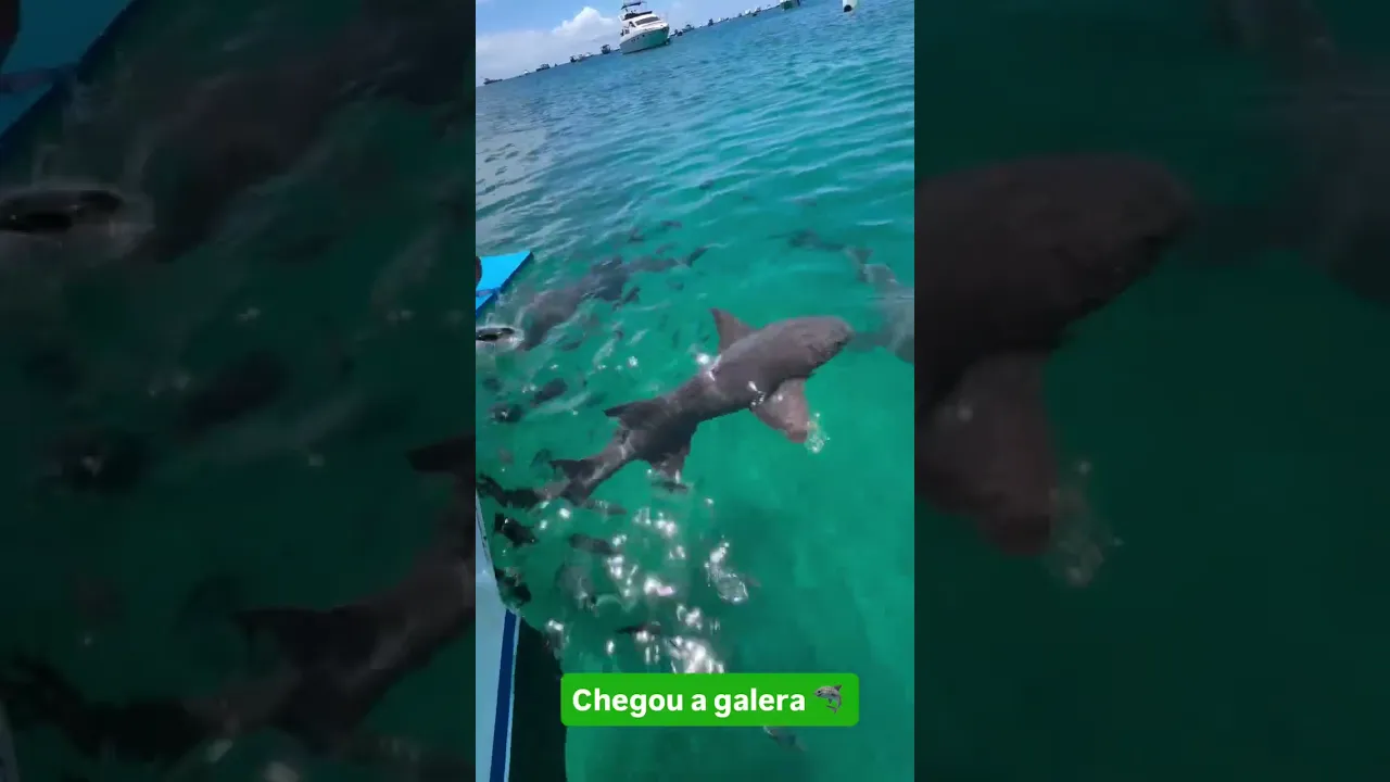 Com os tubarões 😂