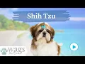 Shih Tzu Breed Highlights