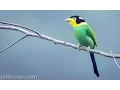 Download Lagu SuaraKicauan Burung MADI INJAP Untuk Masteran dan isian MURAI BATU