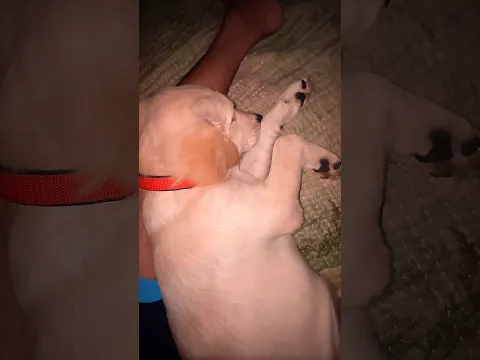 Dora Per Par Hi So Gai 😴🐶 #dog #vlog #emotional