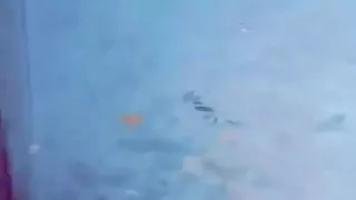 شوف وش سواا اغتصاب ولد الوصف كله مهم  شوف وش سواا اغتصاب ولد الوصف كله مهم