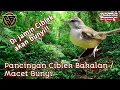 Pancingan Ciblek Bakalan / Macet Bunyi