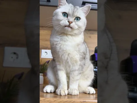 I HATED THE CAT #funny #cute