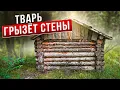Download Lagu НЕИЗВЕСТНАЯ ТВАРЬ РАЗРУШАЕТ ДОМ В ЛЕСУ. КТО ЗАЖИВО СЪЕДАЕТ ИЗБУШКУ. ПОХОД В ЛЕС
