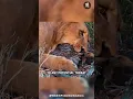 Download Lagu Even Lions Can Struggle to Penetrate the Scales of This Animal