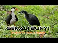 Download Lagu SUARA PIKAT RUAK RUAK ANTI ZONK TERBUKTI AMPUH SUARA JERNIH