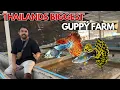 Download Lagu Thailands Largest Guppy Fish Farm Tour