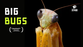 Bugs Up Close: A Journey Into Their Alien World | 4K Nature Documentary