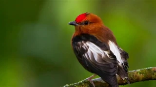 eatho kilinadamen karalil madhumari peythu l