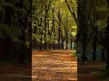 Download Lagu This music can listen forever! Sergey Grischuk! #Shorts