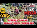 Download Lagu PERDANA TAYANG... Nursery Aglaonema  Di Bogor. Wah Banyak Harga Promo BIKIN AMBYAR Loch!!! Eps 1417