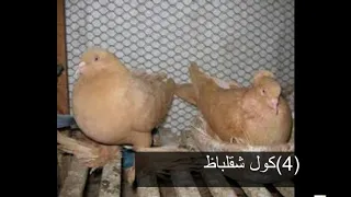 افضل حمام للنش وقوته في النش ج 1 الاساسيات 