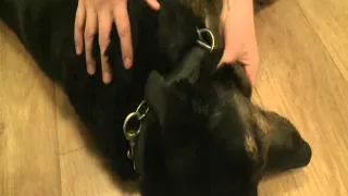Checking your pet for lumps