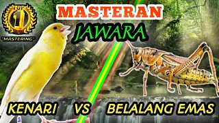 kenari vs belalang emas masteran roll speed dan tembakan rapattt
