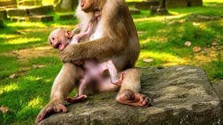 YOUNG MACAQUE JOURNEY | Alfie Wants to Nurse, Then Returns to Play | Peaceful Wildlife Documentary
