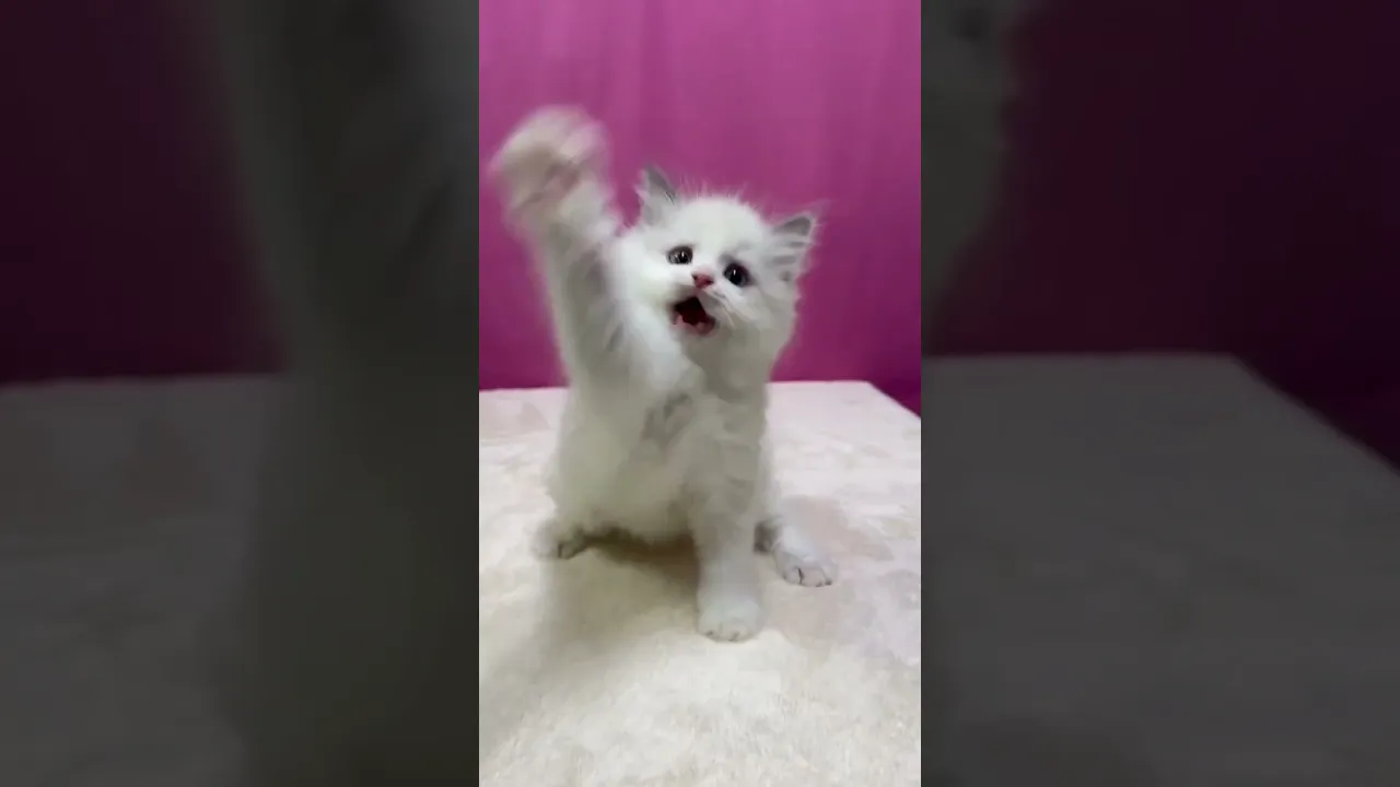 動画
