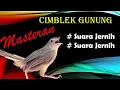 MASTERAN BURUNG CIMBLEK GUNUNG