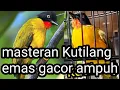 Download Lagu masteran kutilang emas