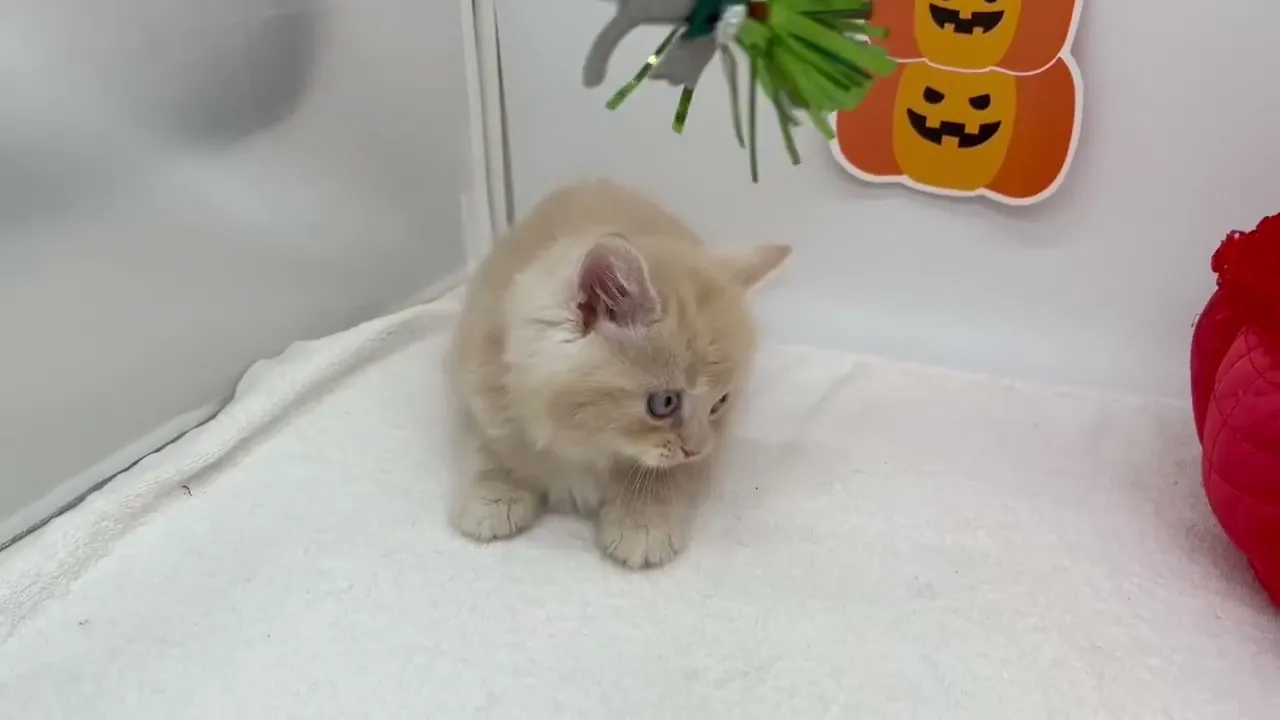 動画