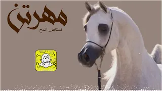 مهرتن تستاهل المدح اداء سعد محسن      حصريا  دندنها