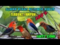Download Lagu PIKAT KEMADE RIBUT TERBUKTI AMPUH||PEMANGGIL BURUNG LIAR