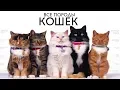 Download Lagu ВСЕ ПОРОДЫ КОШЕК МИРА