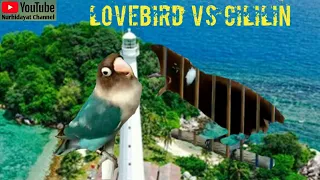 Download Masteran burung CILILIN vs LOVEBIRD 2 menit jedah, kombinasi Calon Juara Nasional, incaran para JURI MP3