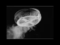 Lagu Smoke Alarm Sound Effect