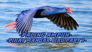  paling ampuh suara pikat burung mandar biru part 1