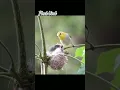 pleci in the wild small bird but loud voice #birds #birdsong #wildlife #pleci
