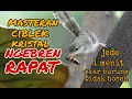 Download Lagu masteran ciblek kristal ngebren rapat jeda 1 menit.