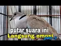 Download Lagu Pancingan puter lokal paling AMPUH💯