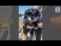 Ventura County Animal Services looking for parents of lost pets from Mountain Fire areas