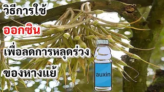Ep261ทุเรียนดอกบานฝนหนักหางแย้ร่วงเยอะช่วยได้ด้วยออกซิน
