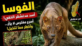 الفوسا    مفترس مدغشقر الغامض الذي لا يشبه أي حيوان آخر  دندنها